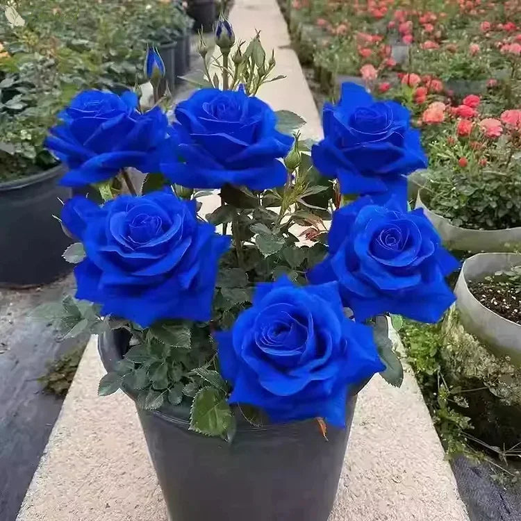 Blue Enchantress Rose Seeds 💙🌹 ( Imported Quality 100+ Seeds )