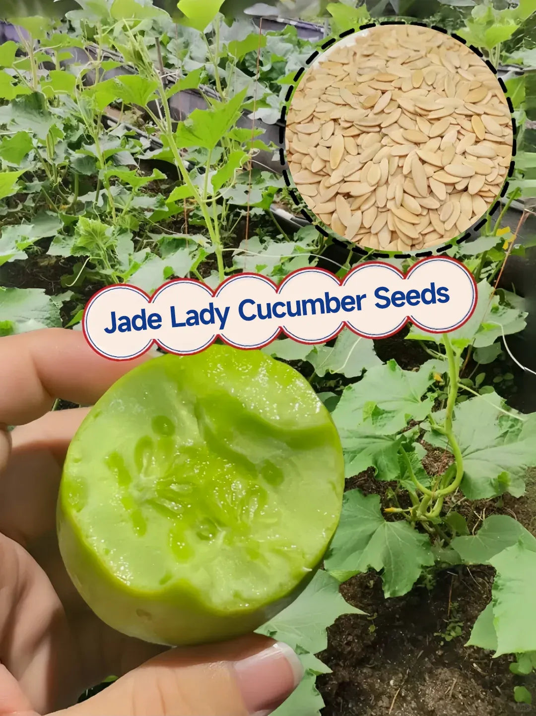 🌟 Jade Lady Cucumber Seeds🥒Refreshing, crisp and tender🍃 🔥free plant growth supplement🔥