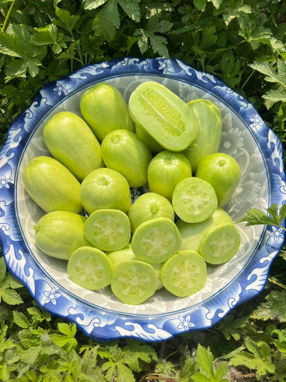 🌟 Jade Lady Cucumber Seeds🥒Refreshing, crisp and tender🍃 🔥free plant growth supplement🔥