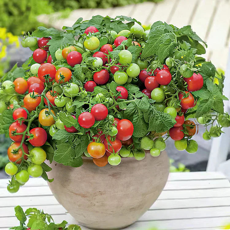 🎉Limited Time Offer 🍅Waterfall Tomato Seeds 🔥free plant growth supplement🔥