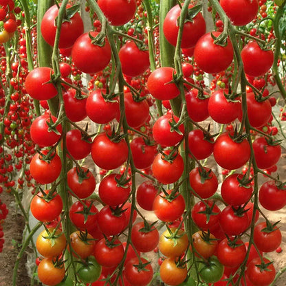 🎉Limited Time Offer 🍅Waterfall Tomato Seeds 🔥free plant growth supplement🔥