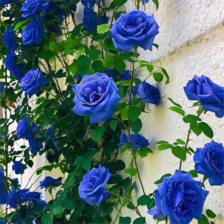 Blue Enchantress Rose Seeds 💙🌹 ( Imported Quality 100+ Seeds )