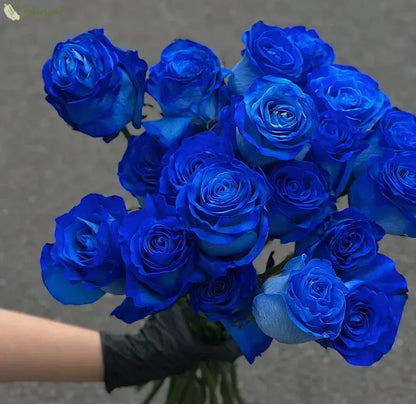 Blue Enchantress Rose Seeds 💙🌹 ( Imported Quality 100+ Seeds )