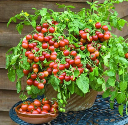 🎉Limited Time Offer 🍅Waterfall Tomato Seeds 🔥free plant growth supplement🔥