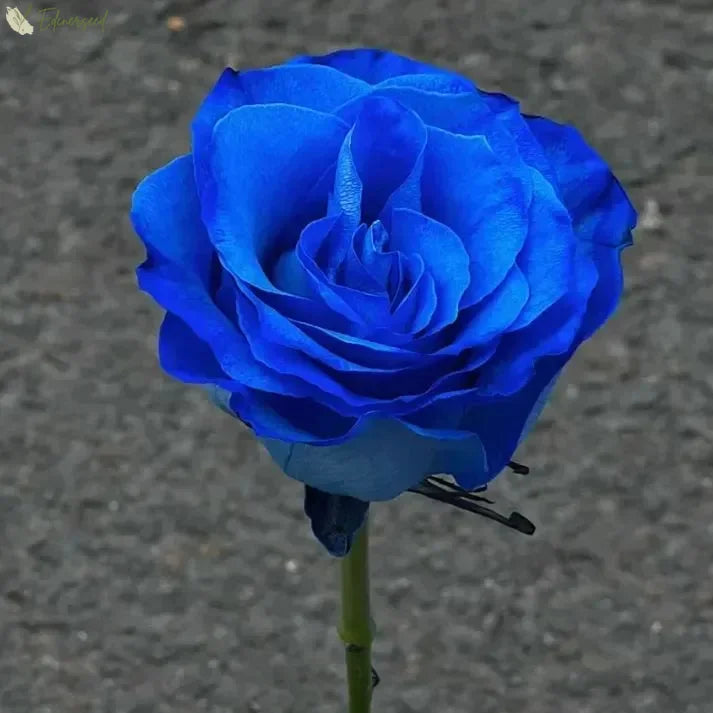 Blue Enchantress Rose Seeds 💙🌹 ( Imported Quality 100+ Seeds )