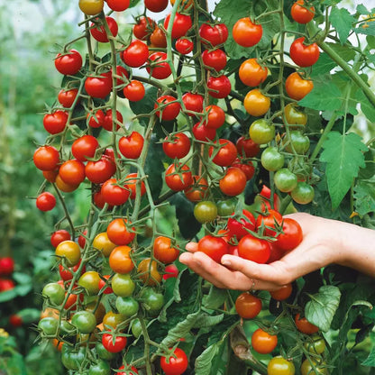 🎉Limited Time Offer 🍅Waterfall Tomato Seeds 🔥free plant growth supplement🔥