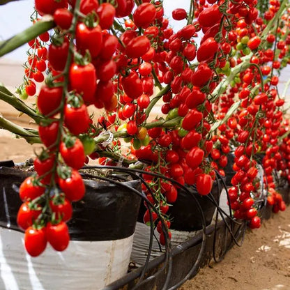 🎉Limited Time Offer 🍅Waterfall Tomato Seeds 🔥free plant growth supplement🔥