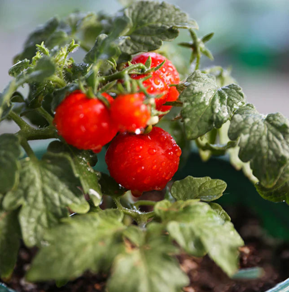 🎉Limited Time Offer 🍅Waterfall Tomato Seeds 🔥free plant growth supplement🔥