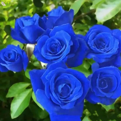 Blue Enchantress Rose Seeds 💙🌹 ( Imported Quality 100+ Seeds )