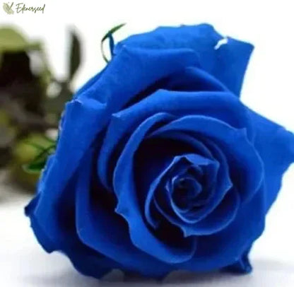 Blue Enchantress Rose Seeds 💙🌹 ( Imported Quality 100+ Seeds )