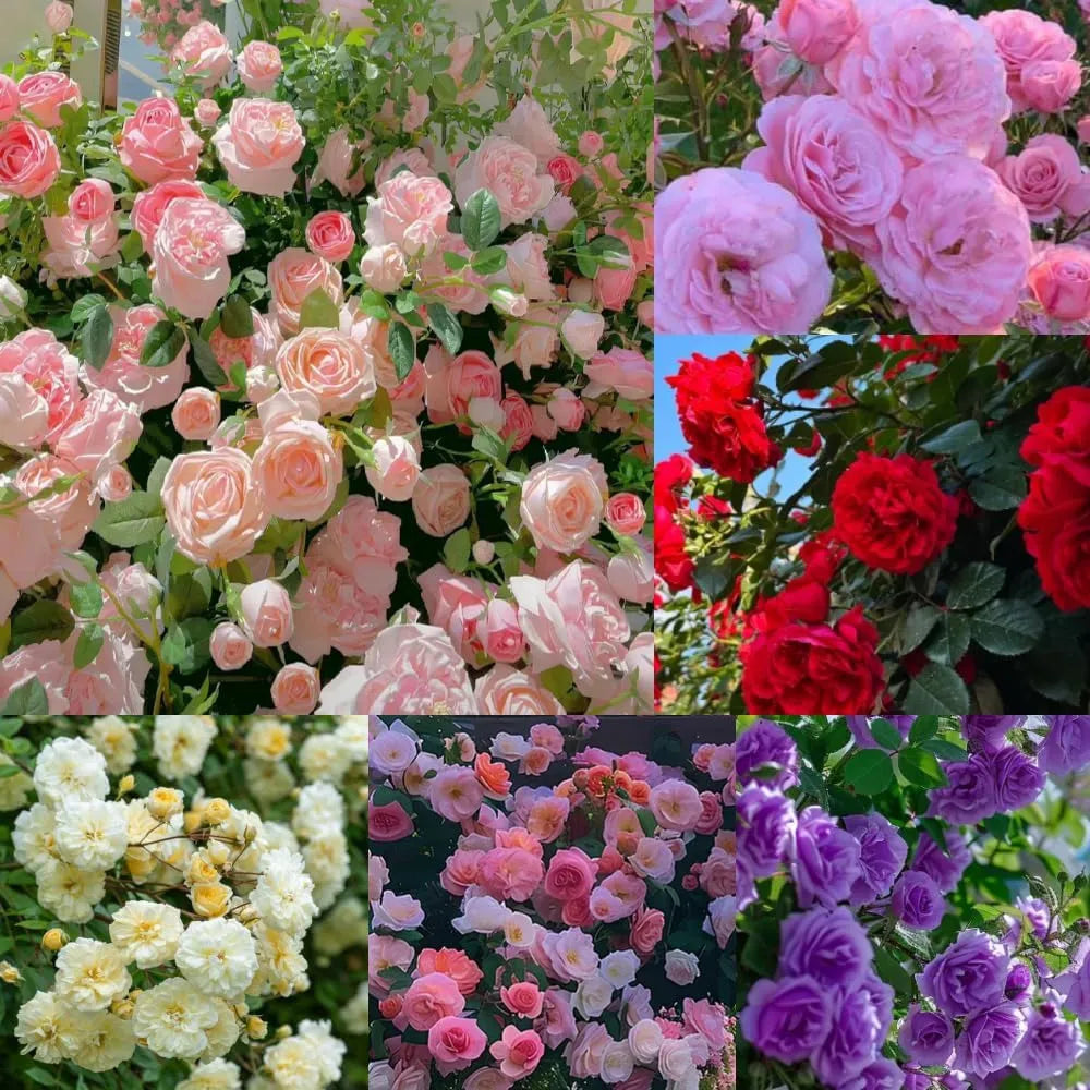 Repeat Blooming 🌹Mixed Climbing Rose Seeds 🔥Free Plant Growth Supplement🔥