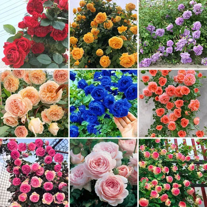 Repeat Blooming 🌹Mixed Climbing Rose Seeds 🔥Free Plant Growth Supplement🔥