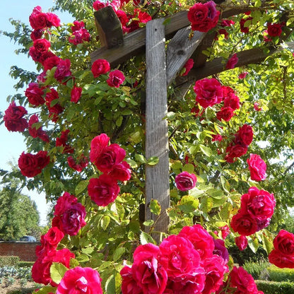 Repeat Blooming 🌹Mixed Climbing Rose Seeds 🔥Free Plant Growth Supplement🔥