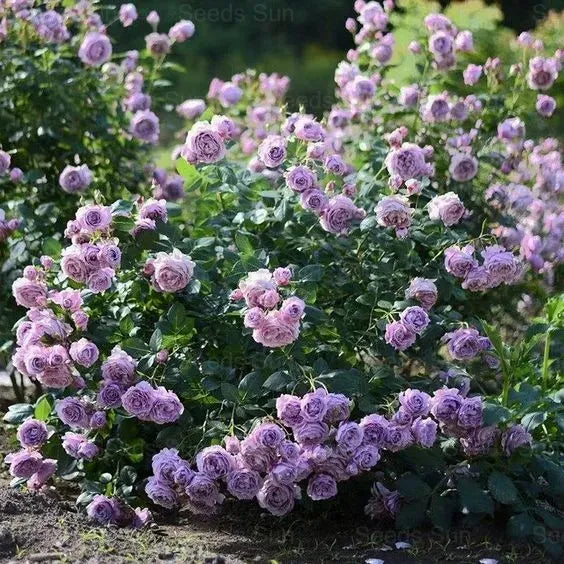 Repeat Blooming 🌹Mixed Climbing Rose Seeds 🔥Free Plant Growth Supplement🔥