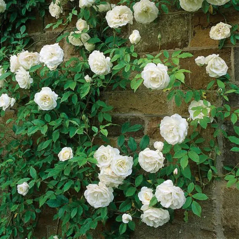 Repeat Blooming 🌹Mixed Climbing Rose Seeds 🔥Free Plant Growth Supplement🔥