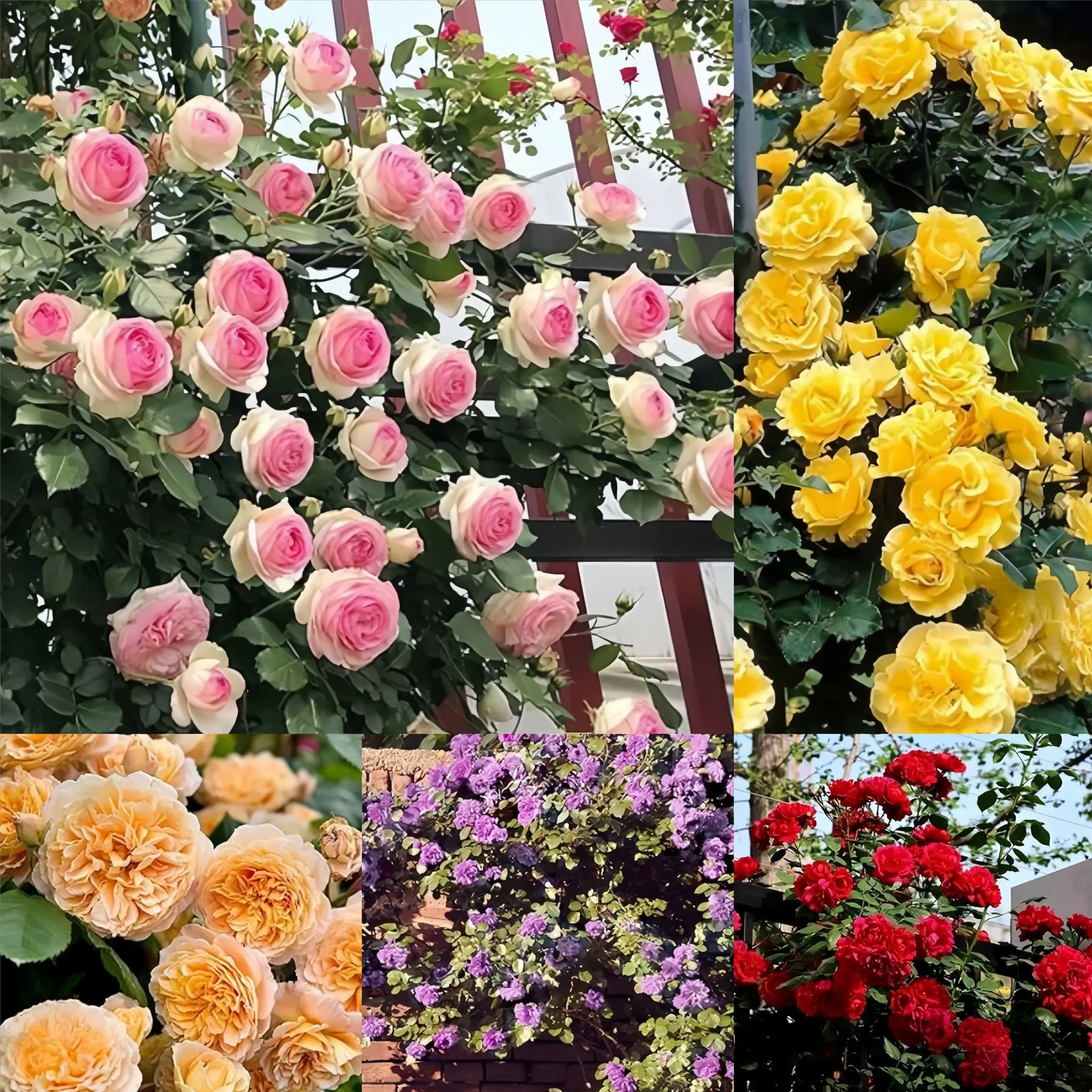 Repeat Blooming 🌹Mixed Climbing Rose Seeds 🔥Free Plant Growth Supplement🔥